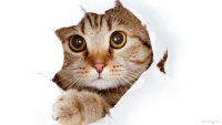Коррекция поведения кошек