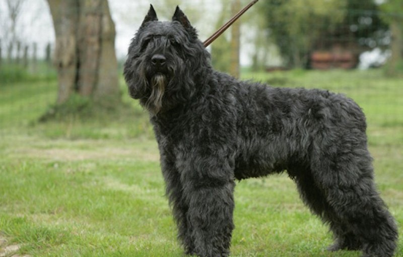 Фландрский бувье стандарт породы FCI (РКФ) на сайте интернет-магазина для  собак puppyshow.ru