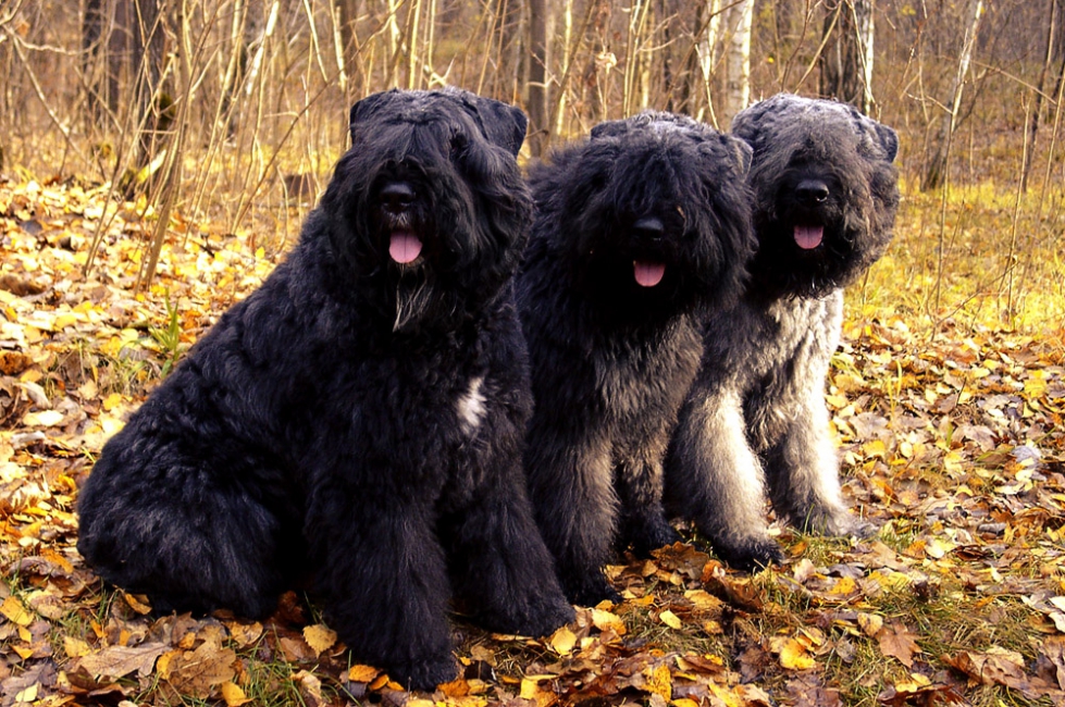 Фландрский бувье стандарт породы FCI (РКФ) на сайте интернет-магазина для  собак puppyshow.ru