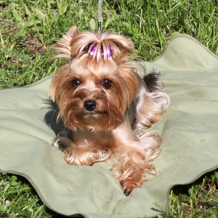 Охлаждающий коврик для собак OSSO 50*70 см  