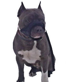 Намордник регулируемый арт. М-056