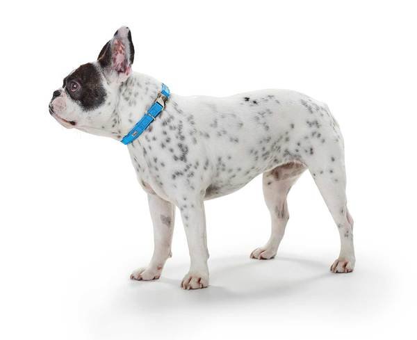 Hunter ошейник для собак Capri Alu-Strong M (40-55)/2,5 см натуральная кожа бирюзовый