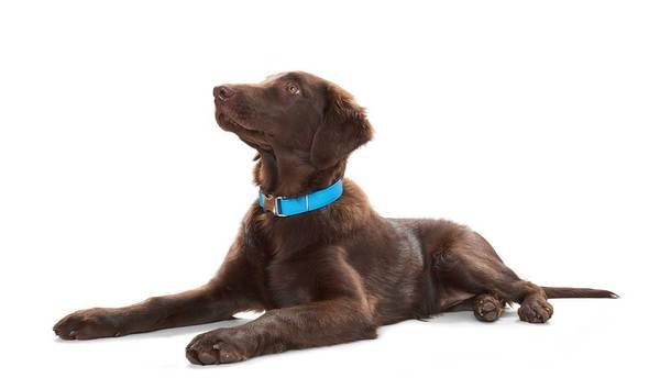 Hunter ошейник для собак Capri Alu-Strong M (40-55)/2,5 см натуральная кожа бирюзовый