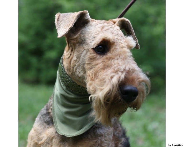 Косынка охлаждающая с липучкой и жаккардовой лентой Osso р.M