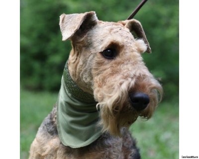 Косынка охлаждающая Osso c липучкой и жаккардовой лентой р.L