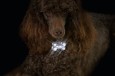 Karlie Брелок косточка с LED подсветкой 5*3*2 см серебряный купить