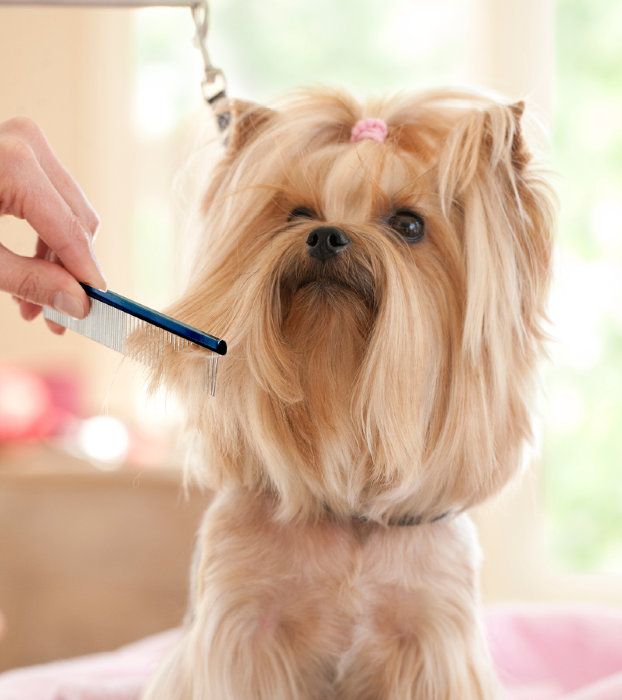 Plush Puppy Professional Grooming Combs – профессиональный гребень для груминга