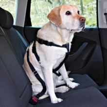 Ремень безопасности для собак со шлейкой